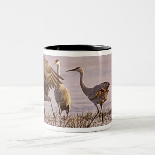 Sandhill Cranes Grus canadensis) Platte Zweifarbige Tasse (Mittel)