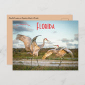 Sandhill Cranes in Boynton Beach Florida Postkarte (Vorne/Hinten)