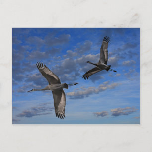 SANDHILL CRANES IN FLIGHT POSTKARTE