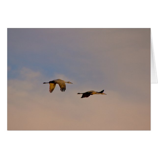 Sandhill Cranes in New Mexico (Vorderseite (Horizontal))