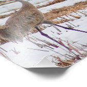 Sandhill Cranes in Snow Fotografy Print Fotodruck (Ecke)