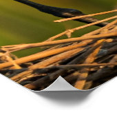 Sandhill Cranes Kümmerte für ihre Jugend" Wall Déc Poster (Ecke)