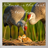 Sandhill Cranes Kümmerte für ihre Jugend" Wall Déc Poster (Vorne)