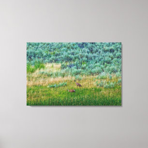 Sandhill Cranes Leinwanddruck