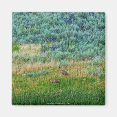 Sandhill Cranes Magnet (Vorne)