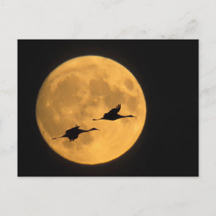 Sandhill Cranes   National Wildlife Reserve Postkarte