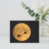 Sandhill Cranes | National Wildlife Reserve Postkarte (Stehend Vorderseite)