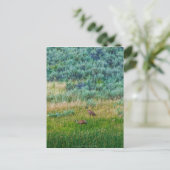 Sandhill Cranes Postkarte (Stehend Vorderseite)