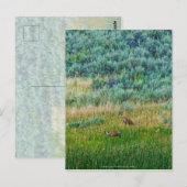 Sandhill Cranes Postkarte (Vorne/Hinten)