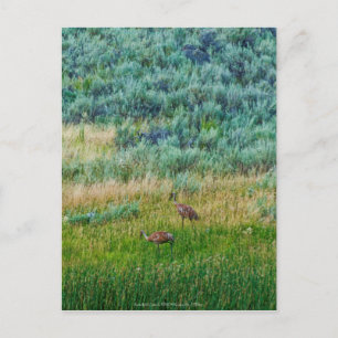 Sandhill Cranes Postkarte