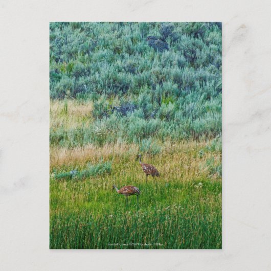 Sandhill Cranes Postkarte (Vorderseite)