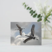 SANDHILL CRANES POSTKARTE (Stehend Vorderseite)