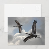 SANDHILL CRANES POSTKARTE (Vorne/Hinten)
