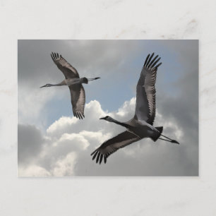 SANDHILL CRANES POSTKARTE