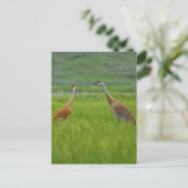 Sandhill Cranes Postkarte (Stehend Vorderseite)