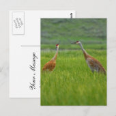 Sandhill Cranes Postkarte (Vorne/Hinten)