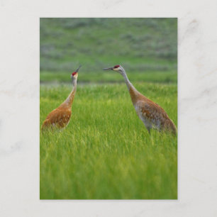Sandhill Cranes Postkarte