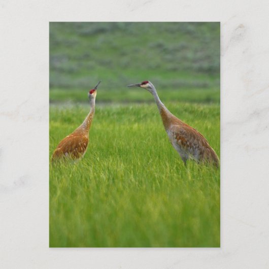 Sandhill Cranes Postkarte (Vorderseite)