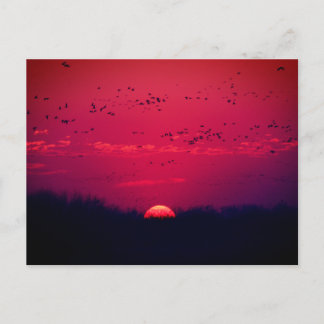 Sandhill Cranes Spring Migration Postcard #3 2018 Postkarte