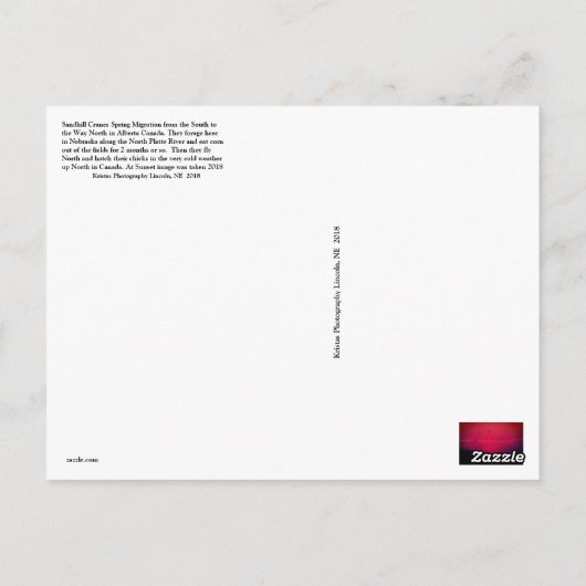 Sandhill Cranes Spring Migration Postcard #3 2018 Postkarte (Rückseite)
