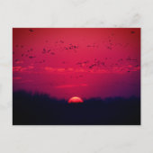 Sandhill Cranes Spring Migration Postcard #3 2018 Postkarte (Vorderseite)