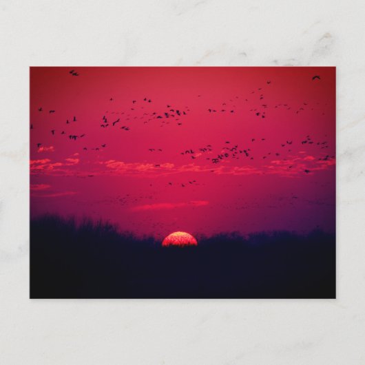 Sandhill Cranes Spring Migration Postcard #3 2018 Postkarte (Vorderseite)