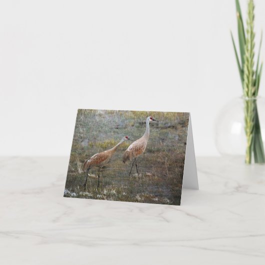Sandhill Cranes Wildlife Greeting Card Karte (Vorderseite)