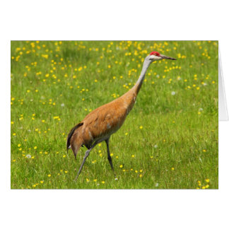 Sandhill Kran