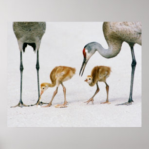 Sandhill Kran Famiy Druck Poster