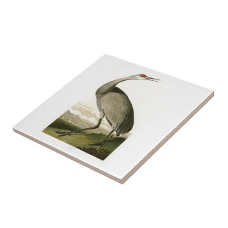 Sandhill Kran-John James Audubon-Vögel von Amerika Fliese