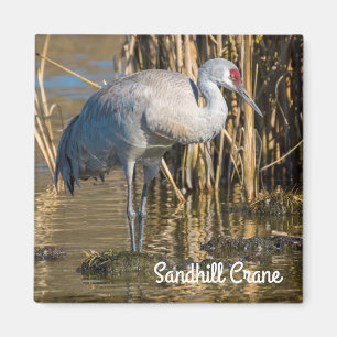 Sandhill Kran Magnet