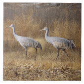 Sandhill Kran-Vogel-Tier-Tiere Fliese (Vorderseite)