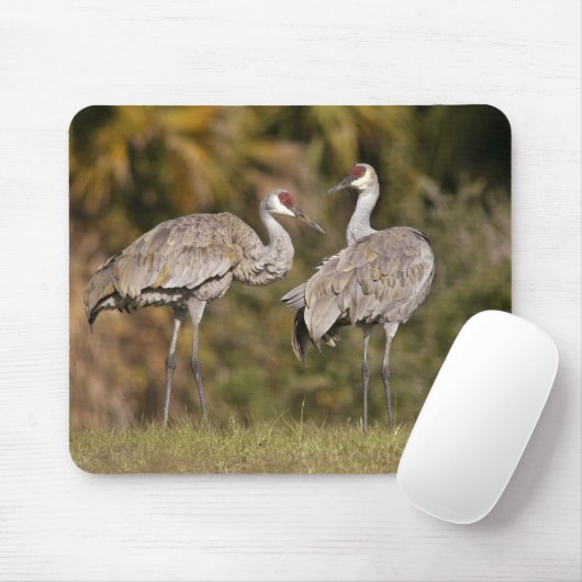 Sandhill Kräne Mousepad (Mit Mouse)