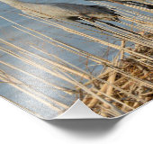 Sandhill-Krane zum Schutz eines Eiernests Fotodruck (Ecke)