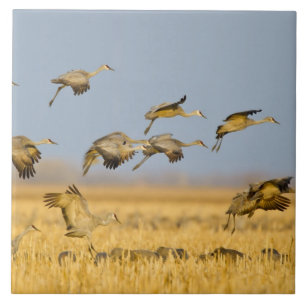 Sandhill-Kraniche landen in Maisfeldern Fliese
