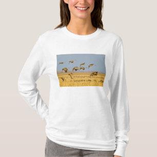 Sandhill-Kraniche landen in Maisfeldern T-Shirt