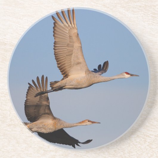 sandhill streckt sich im Flug Sandstein Untersetzer (Vorne)