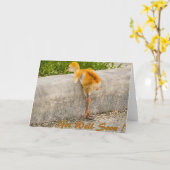 Sandhill Vogelbaby ERHALTEN GUT BALD Karte (Gelbe Blume)