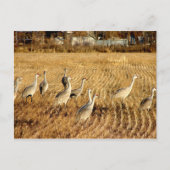 Sandhilll Cranes Postkarte (Vorderseite)