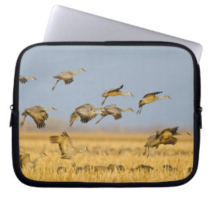 Sandhügelkrane landen auf Maisfeldern Laptopschutzhülle