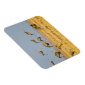 Sandhügelkrane landen auf Maisfeldern Magnet (Rechte Seite)