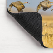 Sandhügelkrane landen auf Maisfeldern Mousepad (Ecke)