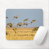 Sandhügelkrane landen auf Maisfeldern Mousepad (Mit Mouse)