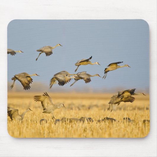 Sandhügelkrane landen auf Maisfeldern Mousepad (Vorne)