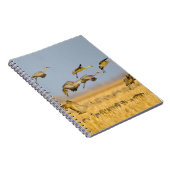 Sandhügelkrane landen auf Maisfeldern Notizblock (Rechte Seite)