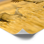 Sandhügelkrane landen auf Maisfeldern Poster (Ecke)