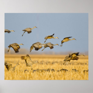 Sandhügelkrane landen auf Maisfeldern Poster