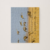 Sandhügelkrane landen auf Maisfeldern Puzzle (Vertikal)