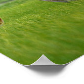 Sandhügelkrane Poster (Ecke)