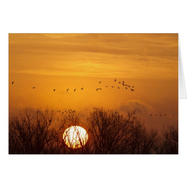 Sandhügelkrane, silhouettiert gegen aufgehende Son (Vorderseite (Horizontal))